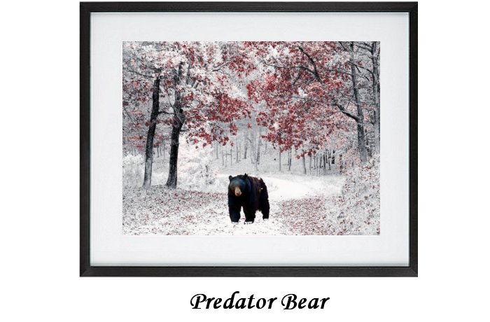 Predator Bear